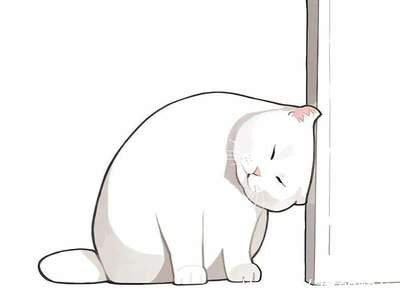 给猫咪洗澡需要多少钱