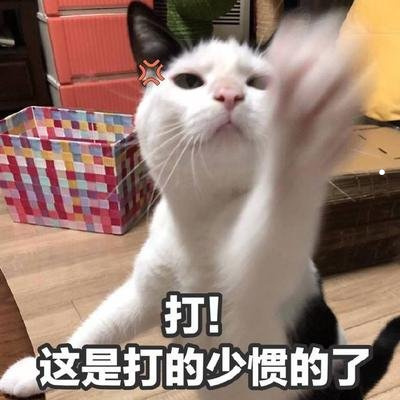 一只猫要多少钱