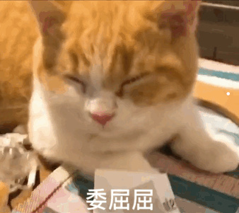 哈巴狗怎么训练大小便