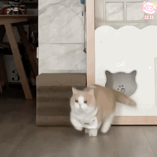 什么宠物猫好养又干净又聪明