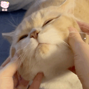 自己家里猫咪抓出血了怎么办