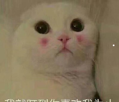巴哥犬怎么训练视频