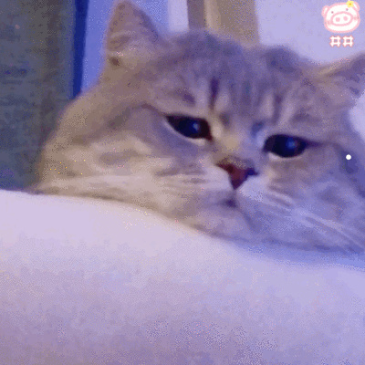 买小猫要多少钱