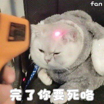 双血统金毛和纯种金毛哪个好