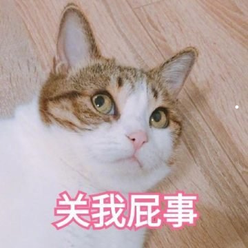 宠物猫品种大全及名称图片