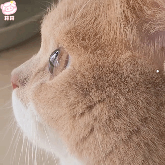 龙猫恐怖真相辟谣