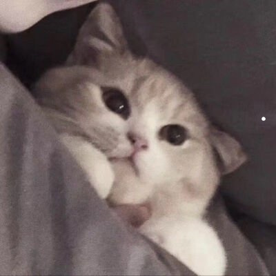 猫丢了又找回来了意味着什么