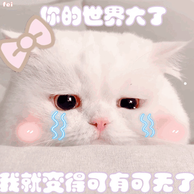 宠物店英短蓝白猫多少钱一只