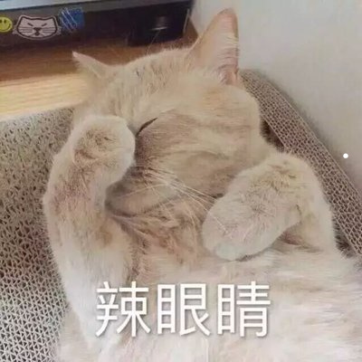 品相最好的布偶猫