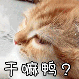 晚上听到猫叫好吗