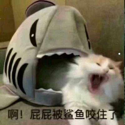 猫咪秃了一块不是猫癣
