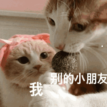 猫咪最常见的疾病