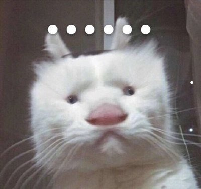 狗狗图片大全