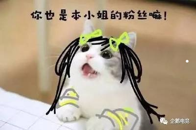银渐层适合孩子养吗