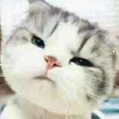 对猫毛过敏有什么办法想养猫