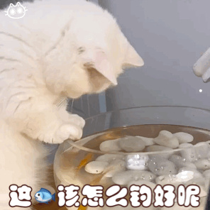 猫咪会和人有感情吗