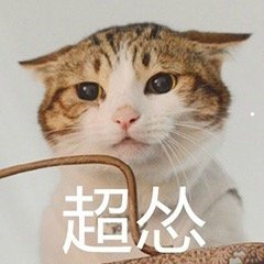 幼猫几月份开始掉毛