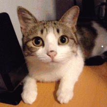 银渐层猫的品相