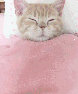 农村养的小土猫能跟家猫混养吗
