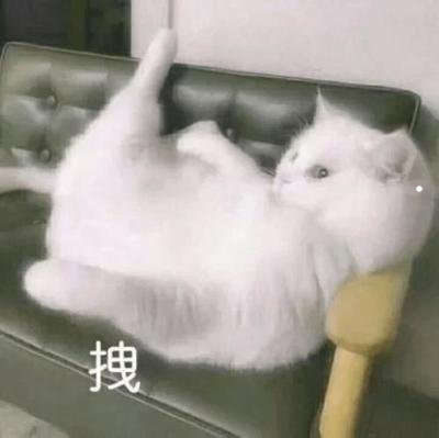 我家宠物不咬人