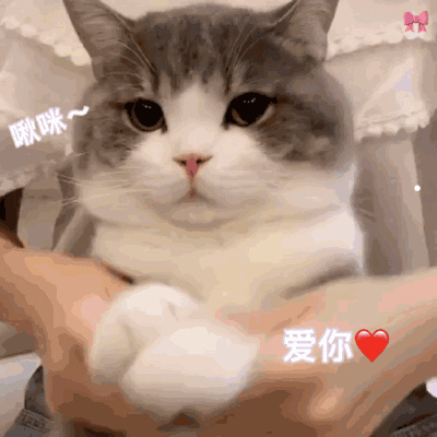 吉娃娃是不是比较凶