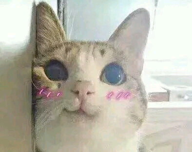 重庆买猫去哪里买好