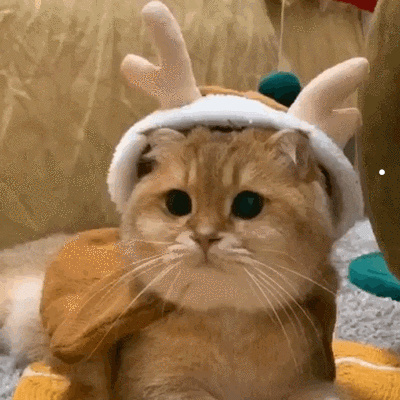 被家养猫抓伤要不要打狂犬疫苗