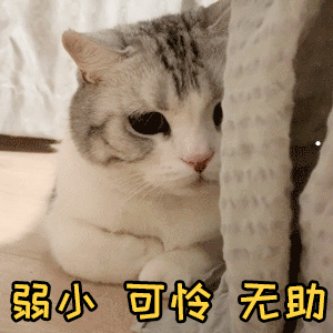 能听懂猫叫声的软件