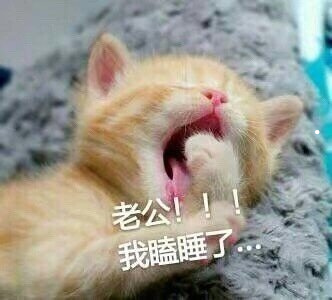 猫和人相处多久才会感情