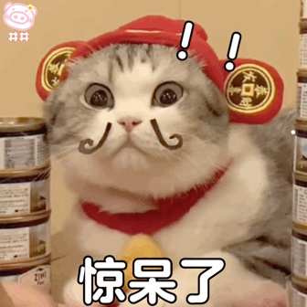 猫咪会喜欢主人吗