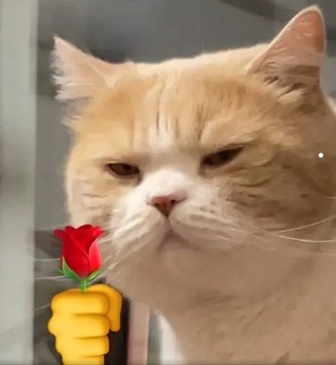 猫咪会认识自己的妈妈吗