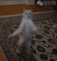 宠物一般怎么寄