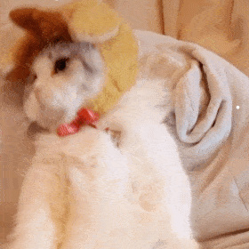 是不是不能养两个猫