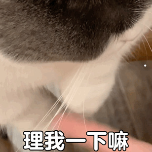 吉娃娃狗适合家养吗