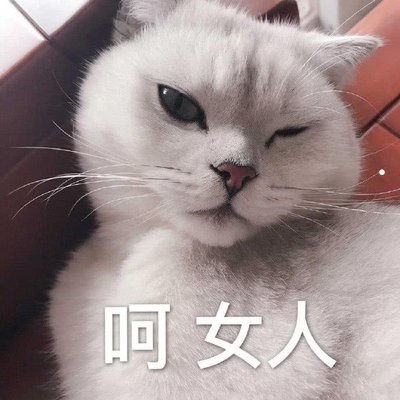 加菲猫饲养