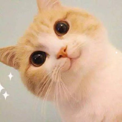 猫泌尿感染吃什么药