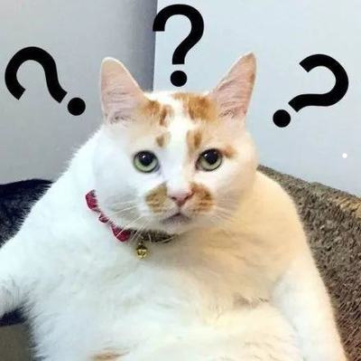 猫猫喜欢跟着主人走