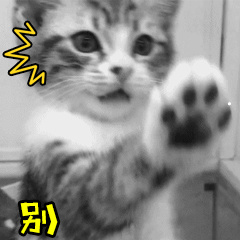 烟灰色美短猫值多少钱