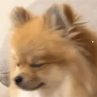 宠物猫是什么猫
