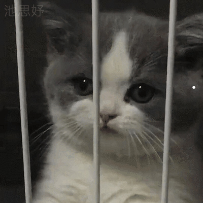黄眼睛的猫是什么品种图片