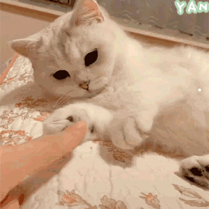 猫咪想念主人的5种表现