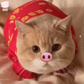 养猫三只猫好不好