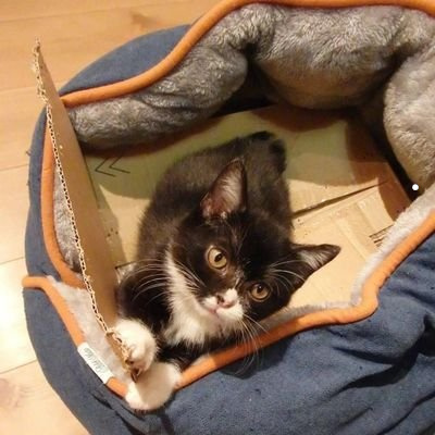 什么品种猫掉毛不严重