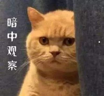 猫得了狂犬病能活多久