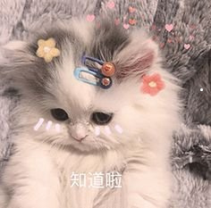 家猫喂养的正确方法