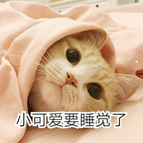有什么不臭的小型宠物