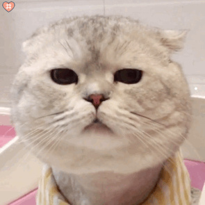 猫的图片卡通画