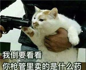 养什么宠物干净省心
