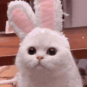 哪种小猫最好养