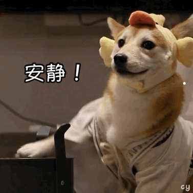 2个月小猫临死前征兆